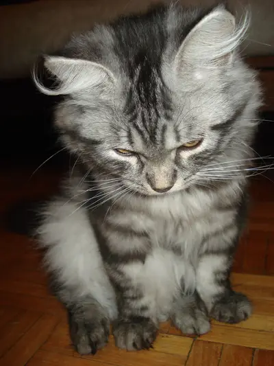 Kattunge Cleo
