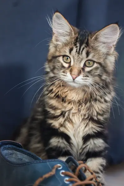 Kattunge Casper