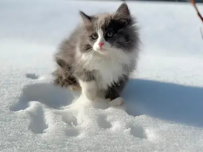 Kattunge Coco