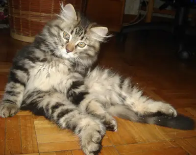Kattunge Charlie