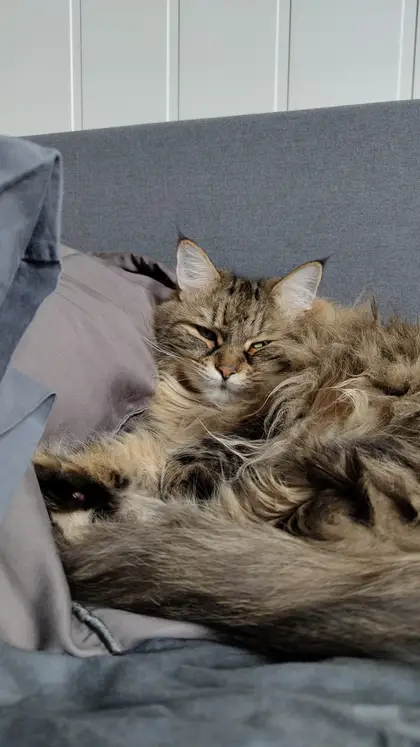 Bambi, 3 år