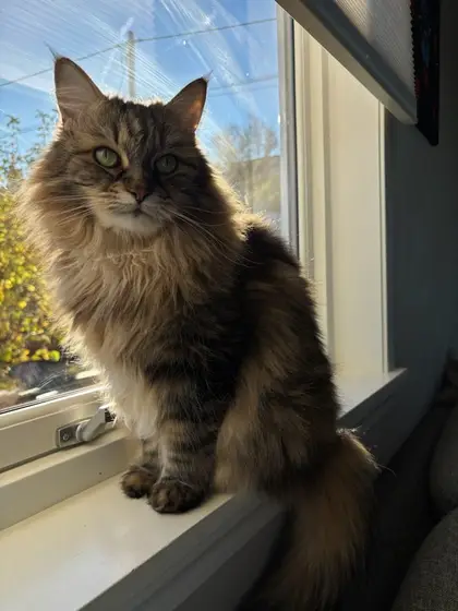 Bambi, 3 år